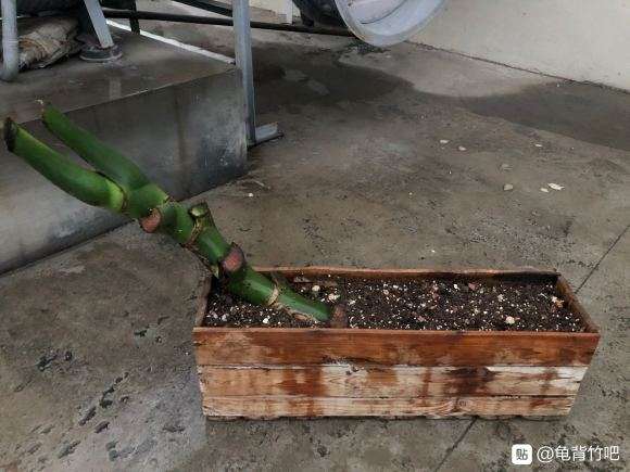 龟背竹老杆子这么种可以吗