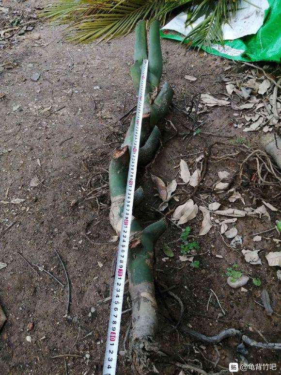 龟背竹老杆子这么种可以吗