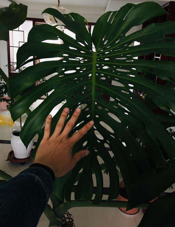 龟背竹换什么花盆比较好看