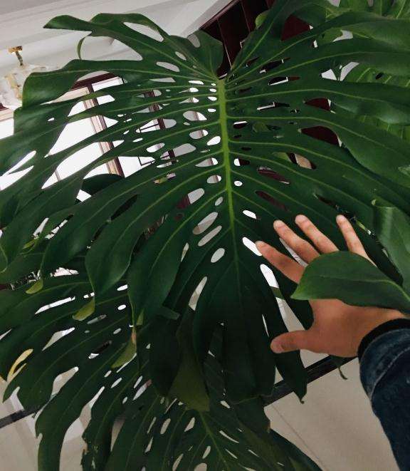 龟背竹换什么花盆比较好看