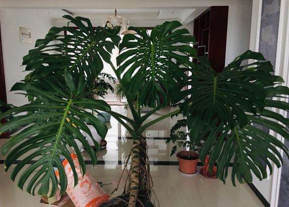 龟背竹换什么花盆比较好看