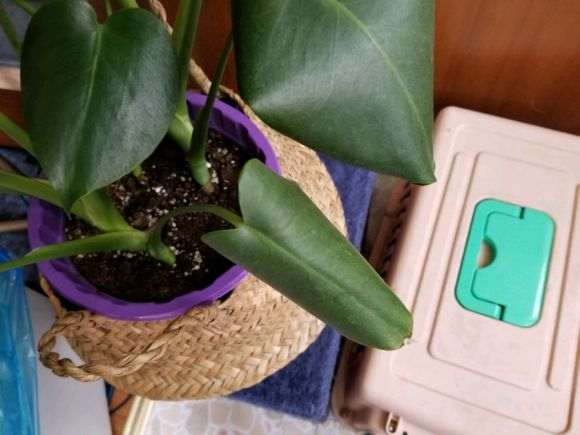 龟背竹小叶子有点卷 大叶子又软