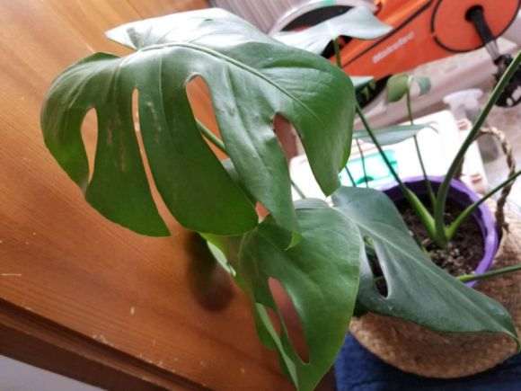 龟背竹小叶子有点卷 大叶子又软