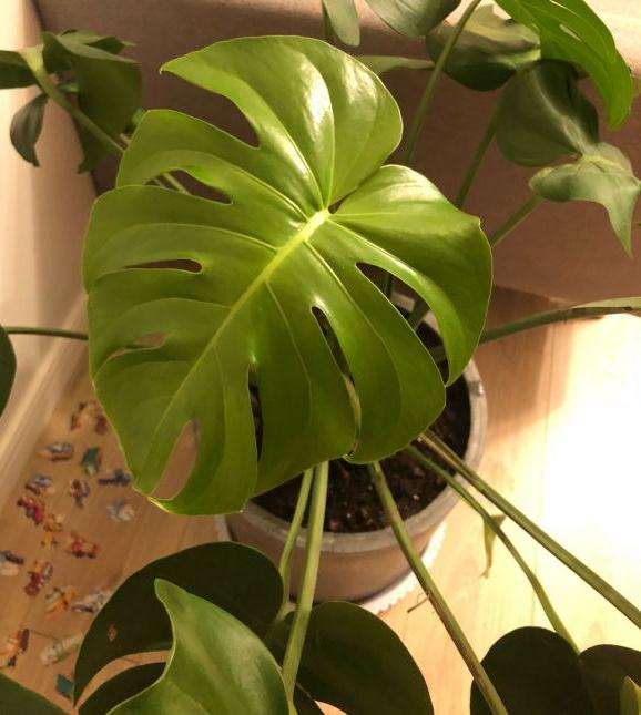 龟背竹越长越塌了