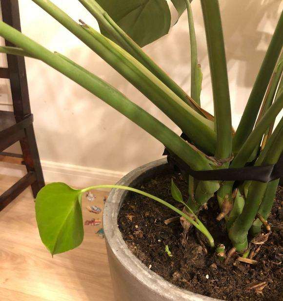 龟背竹越长越塌了