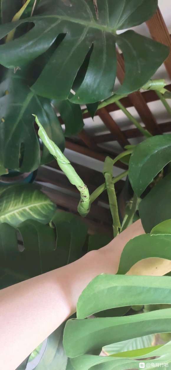 龟背竹的叶子一直没有展开