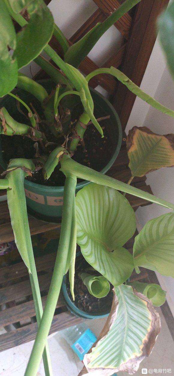 龟背竹老桩直立扦插后