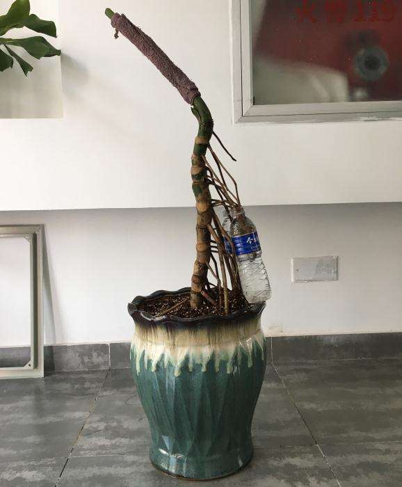 龟背竹老桩上盆后 怎么操作 图片