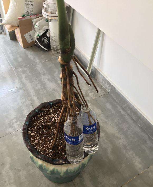 龟背竹老桩上盆后