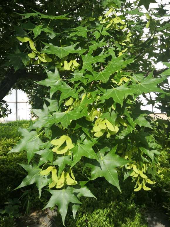 养龟背竹可以用枫树的腐叶土吗