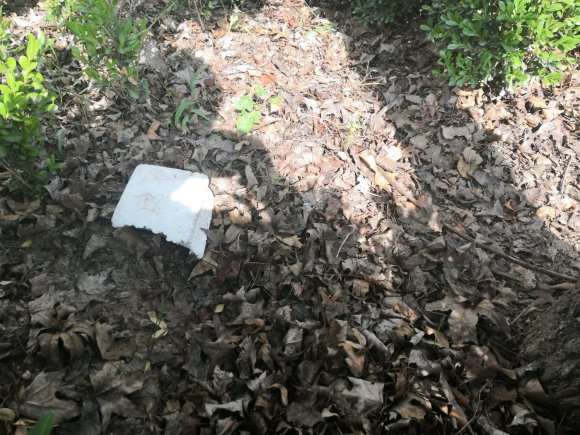 养龟背竹可以用枫树的腐叶土吗