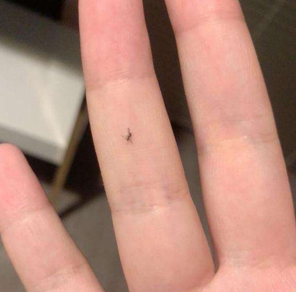 龟背竹生小飞虫怎么治比较好