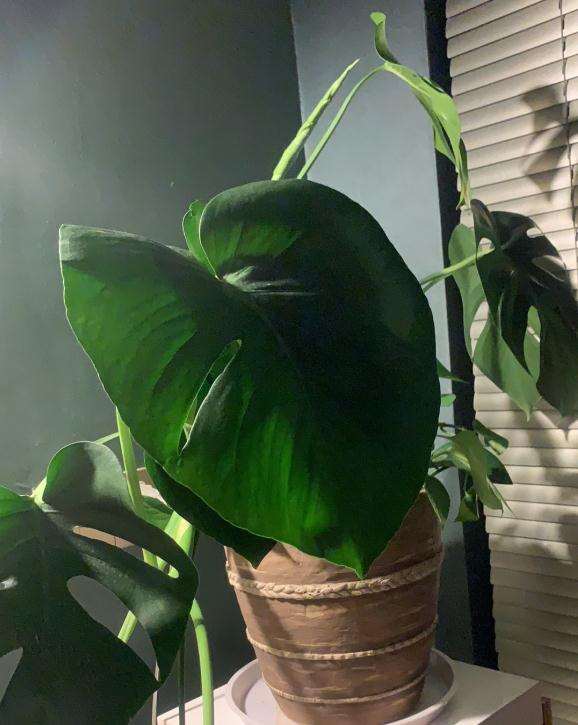 龟背竹生小飞虫怎么治比较好