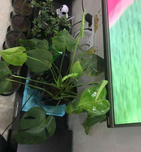 龟背竹新叶怎么一直卷着