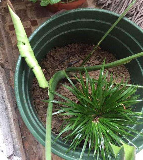 龟背竹叶子卷起来