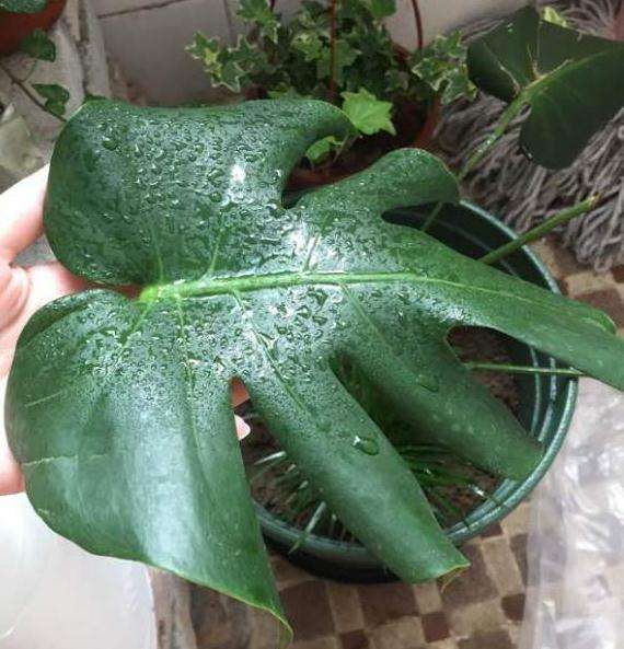 龟背竹叶子卷起来