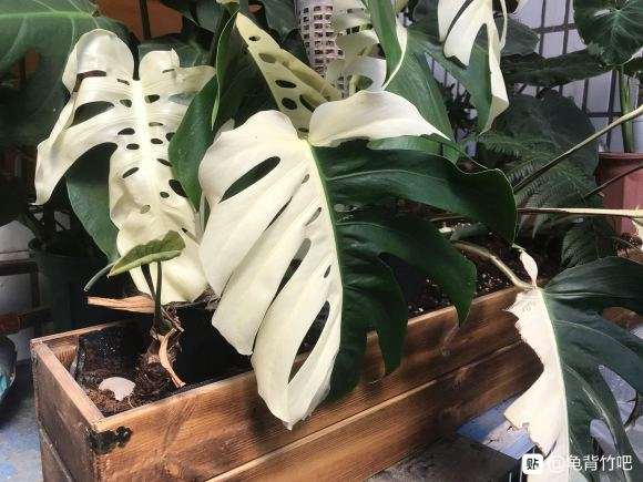 阴阳龟背竹 900元