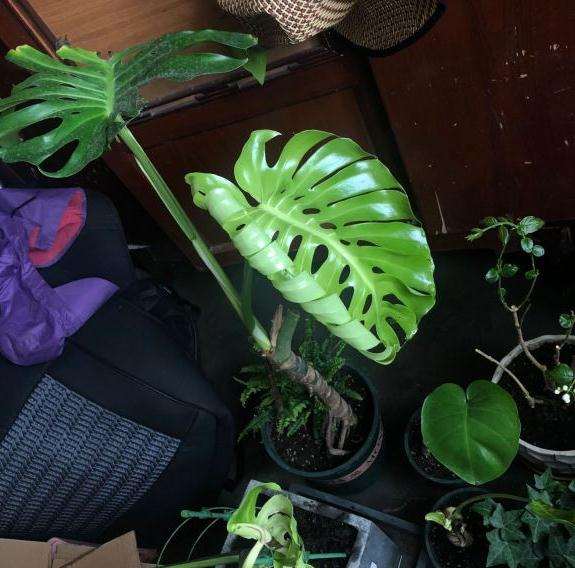 龟背竹1个月 长了两片叶子