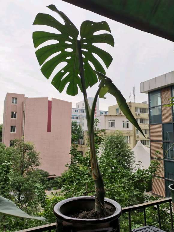 龟背竹1个月 长了两片叶子