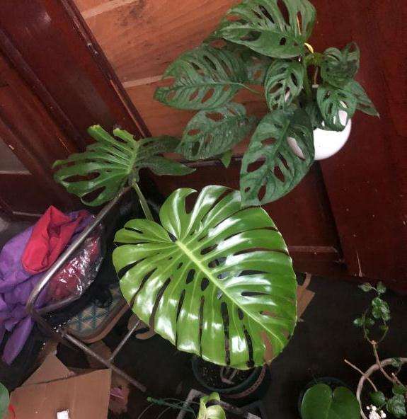 龟背竹1个月 长了两片叶子