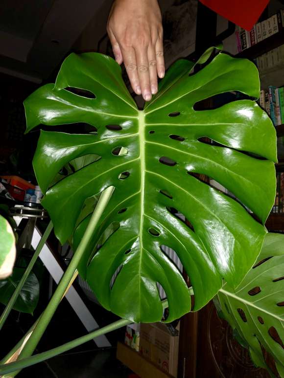 龟背竹长了一片大叶子