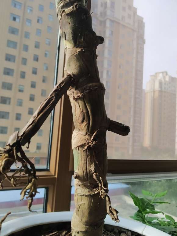 龟背竹老桩种1个月 茎杆干瘪发皱