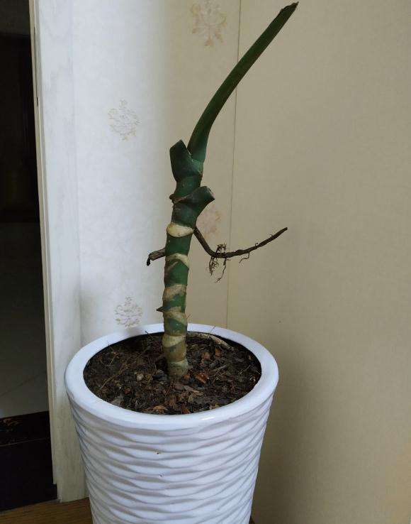 龟背竹老桩种1个月 茎杆干瘪发皱