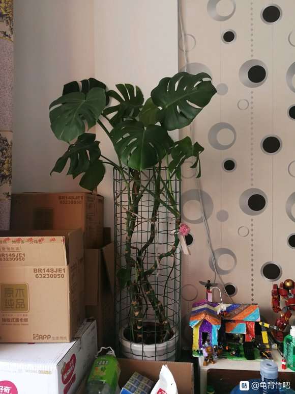 第一次见到养在笼子里的龟背竹