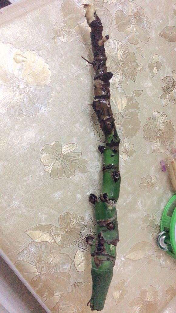 龟背竹快死了 都剪掉了 怎么办 图片