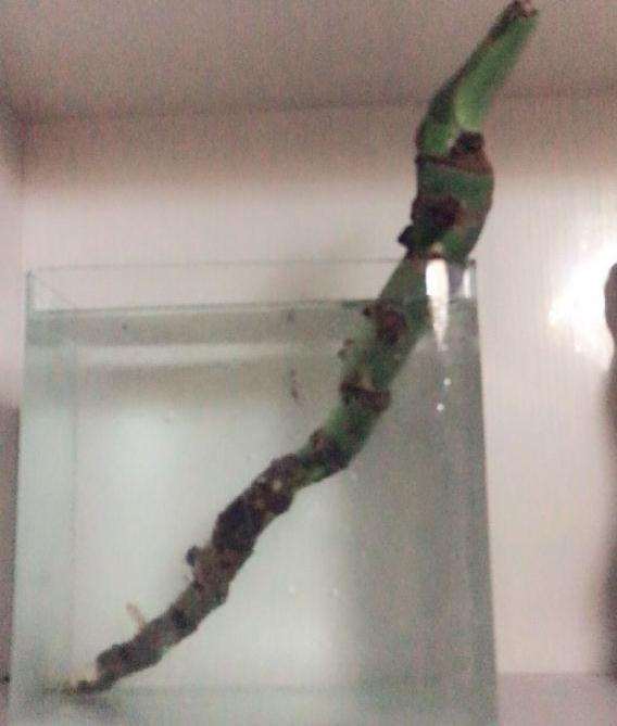 龟背竹快死了 都剪掉了 怎么办