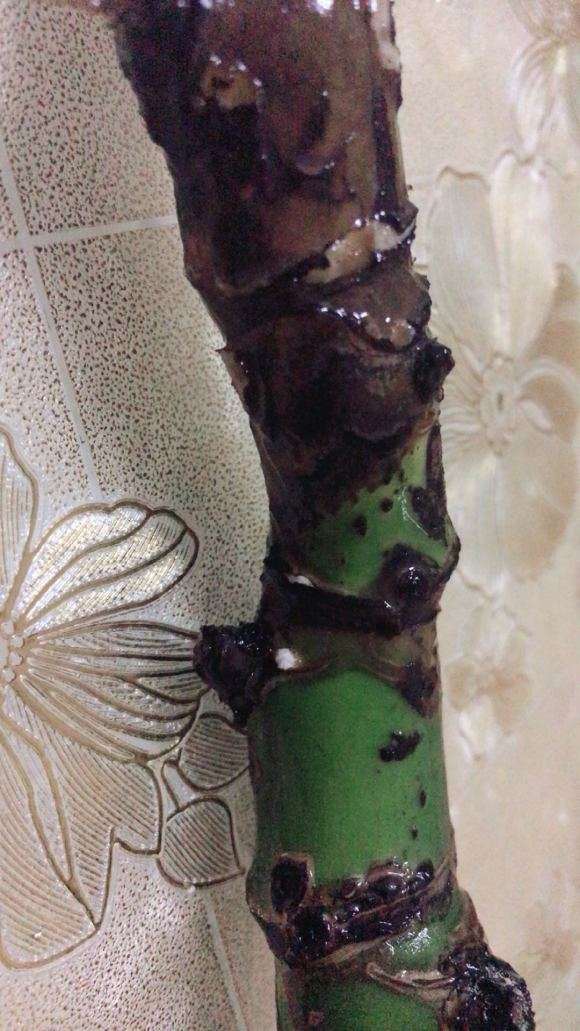 龟背竹快死了 都剪掉了 怎么办