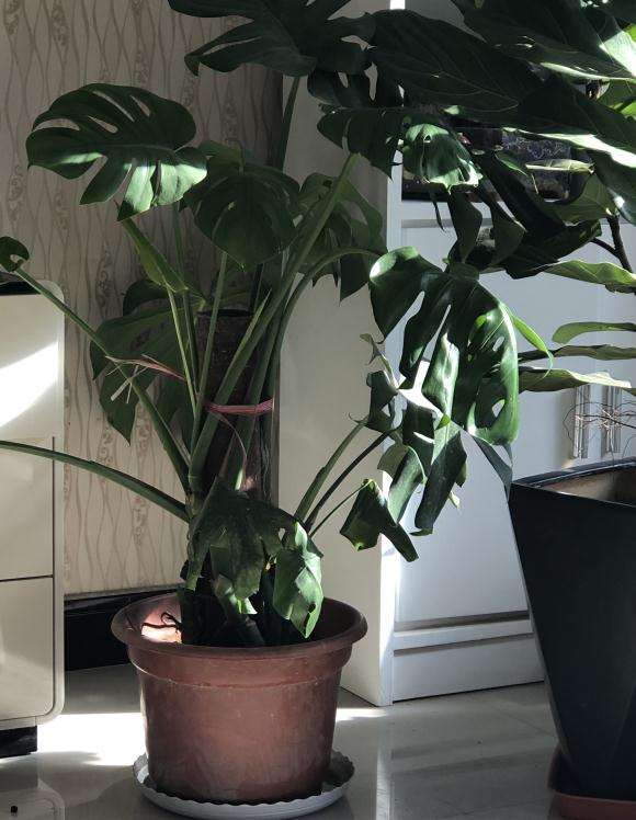 为什么龟背竹叶子不展开