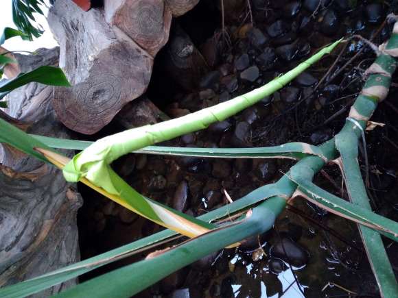 龟背竹叶子怎么打不开呀