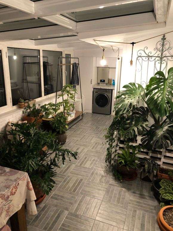 我在家里养的春雨和龟背怎么样