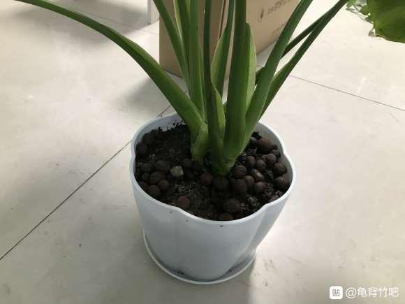 龟背竹根长小飞虫啦