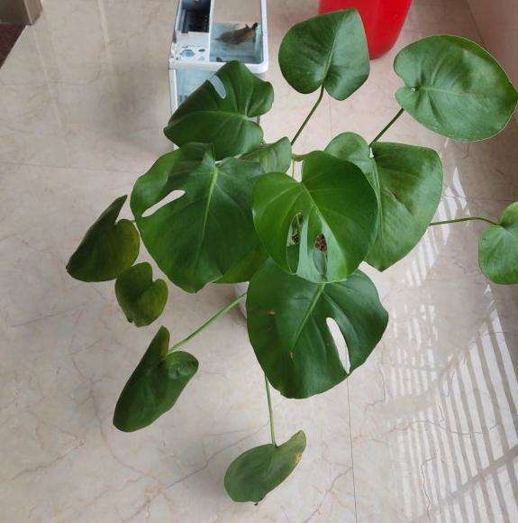 龟背竹剪掉的叶子水培