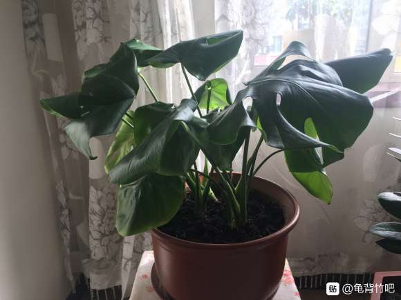 龟背竹叶子总是发蔫