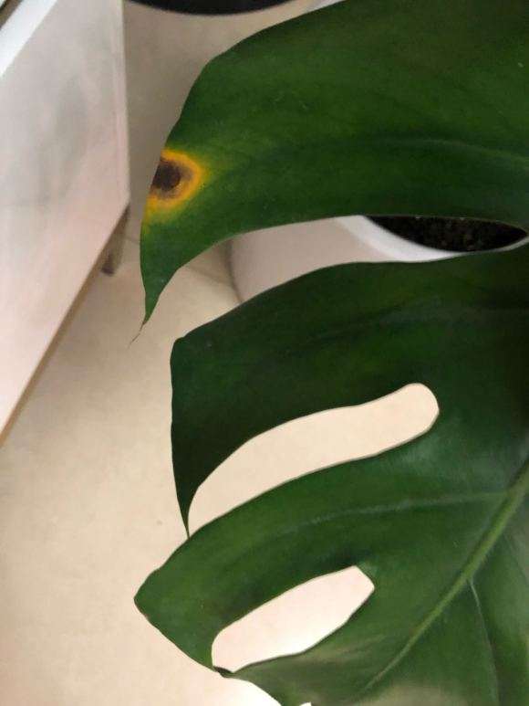 龟背竹上面有黄点