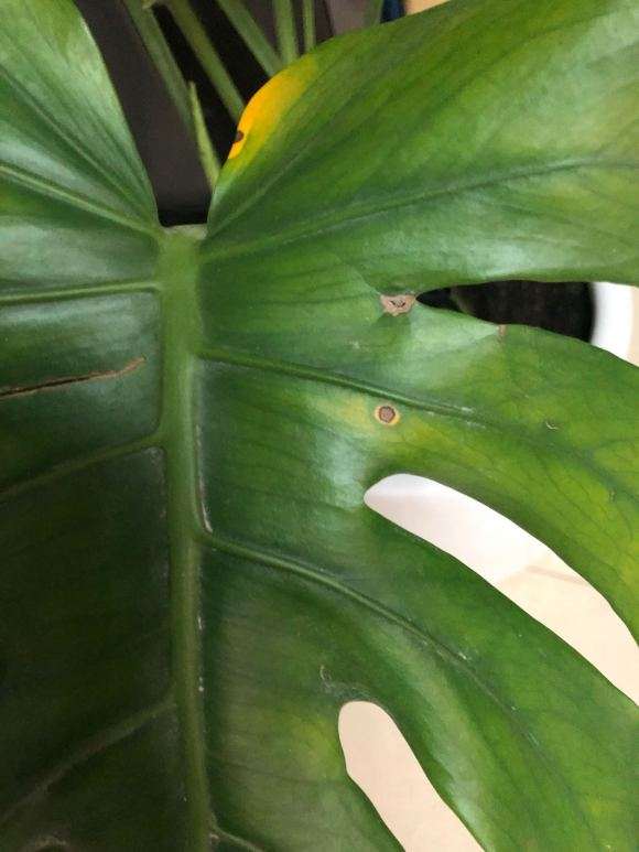 龟背竹上面有黄点