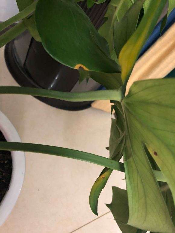 龟背竹上面有黄点