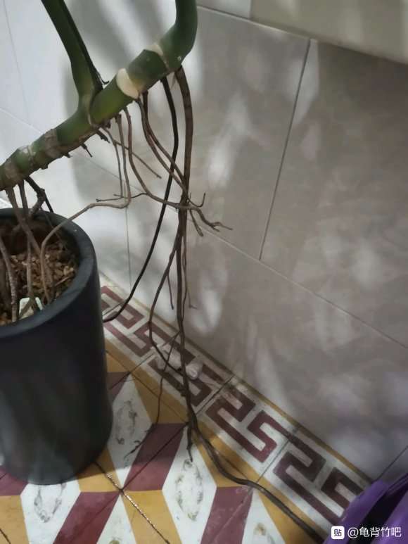 龟背竹气生根好长 想搬家不好移动