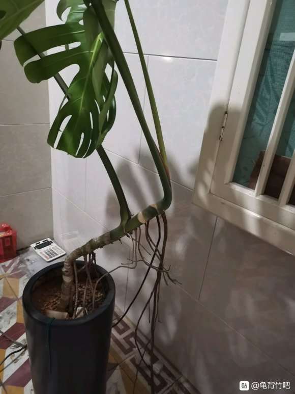 龟背竹气生根好长 想搬家不好移动