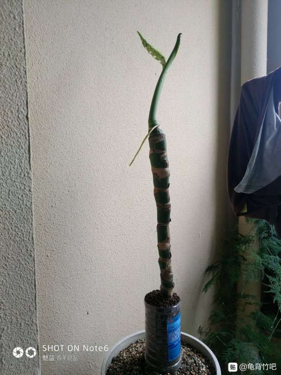 经过80几天 龟背竹终于见发芽了