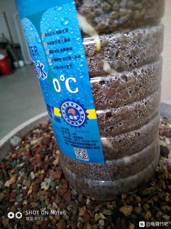 经过80几天 龟背竹终于见发芽了