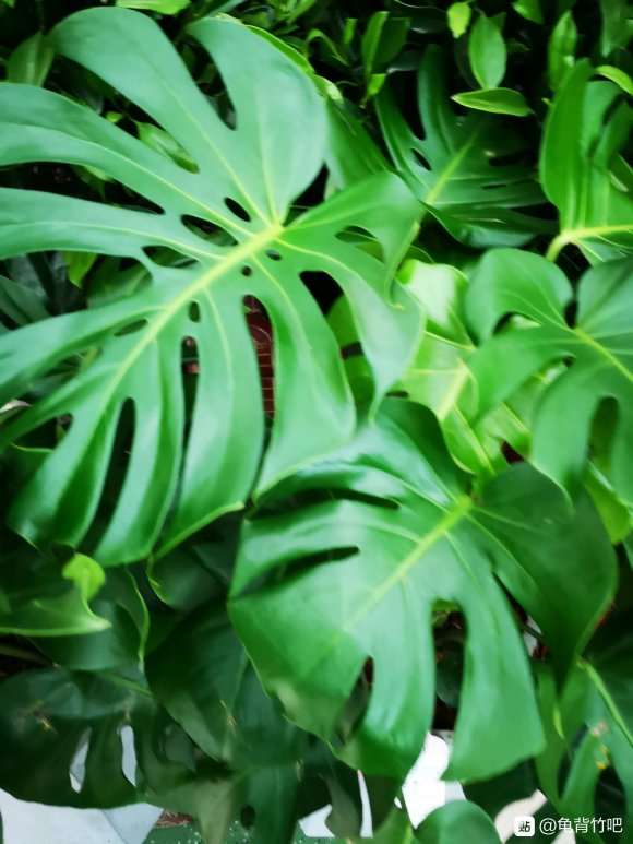 花市买的大龟背竹