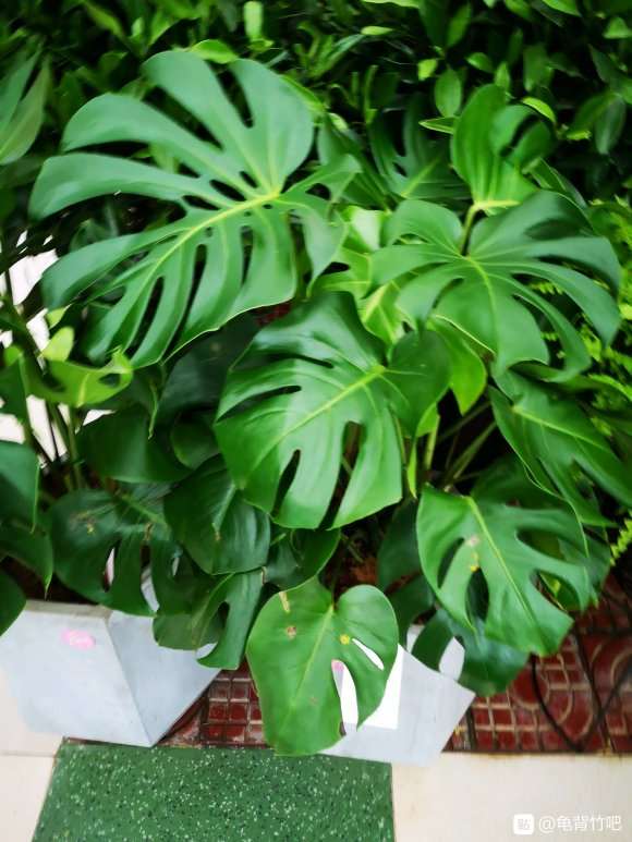 花市买的大龟背竹