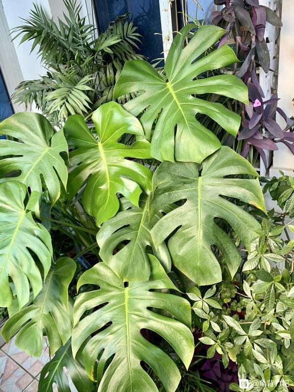 龟背竹什么时候能开洞啊