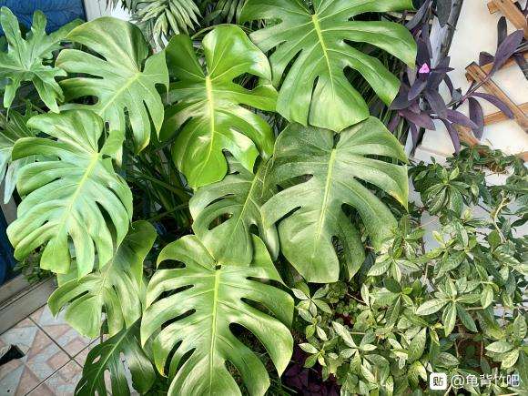 龟背竹什么时候能开洞啊