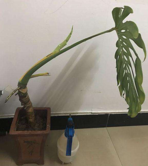 龟背竹这个老叶要不要去掉了