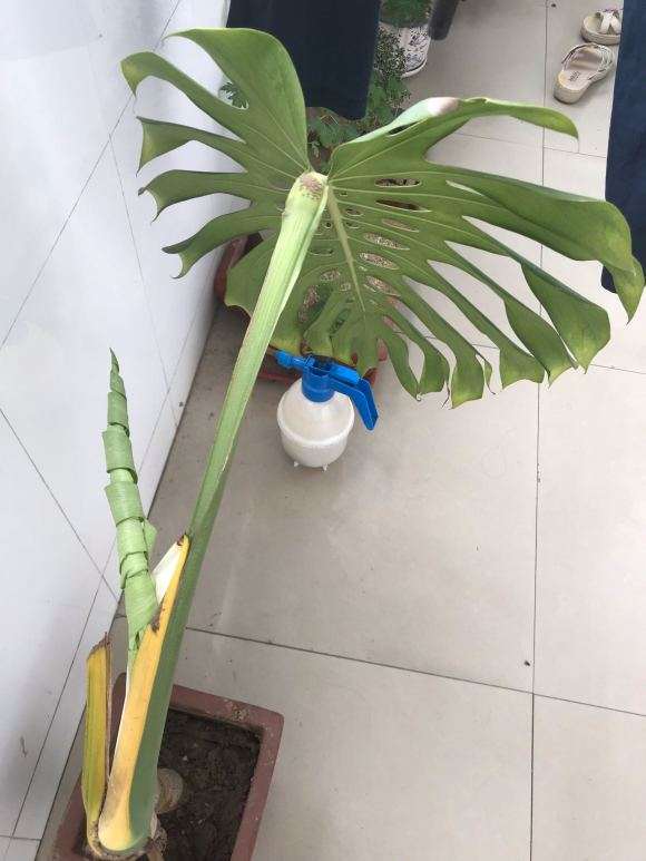 龟背竹这个老叶要不要去掉了